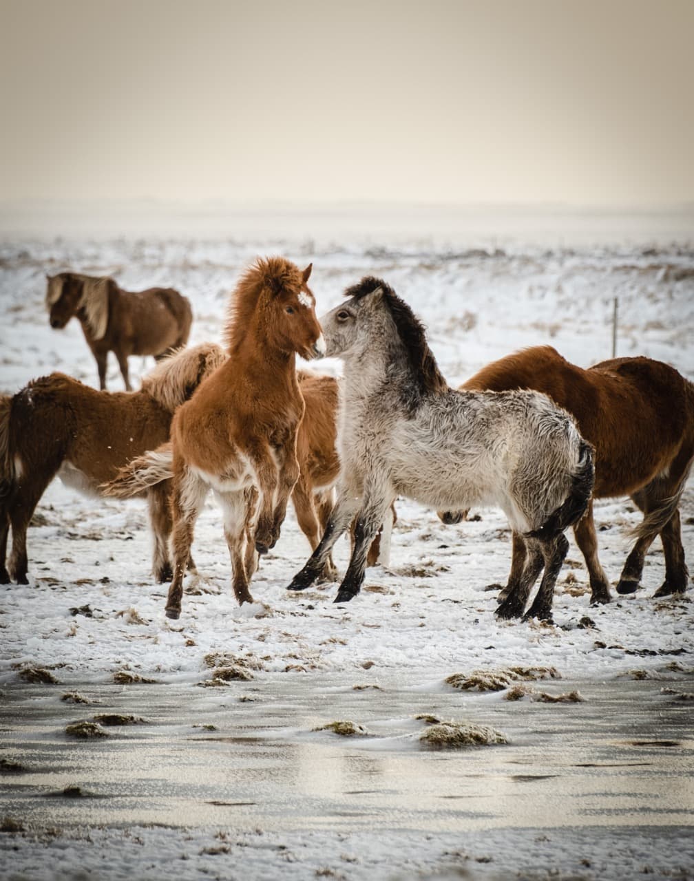 Horses in Iceland playing